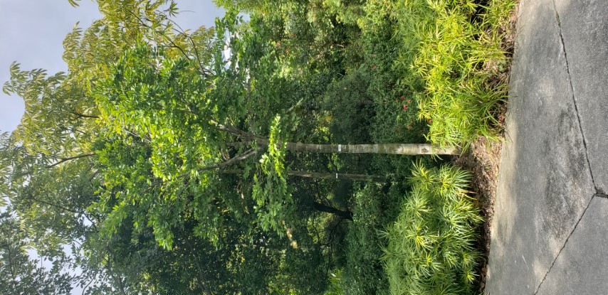 Sindora wallichii plantplacesimage20181219_124052.jpg