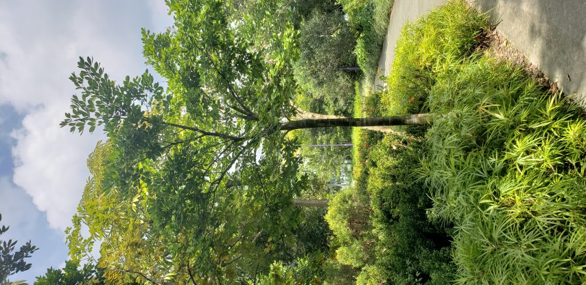 Sindora wallichii plantplacesimage20181219_124106.jpg