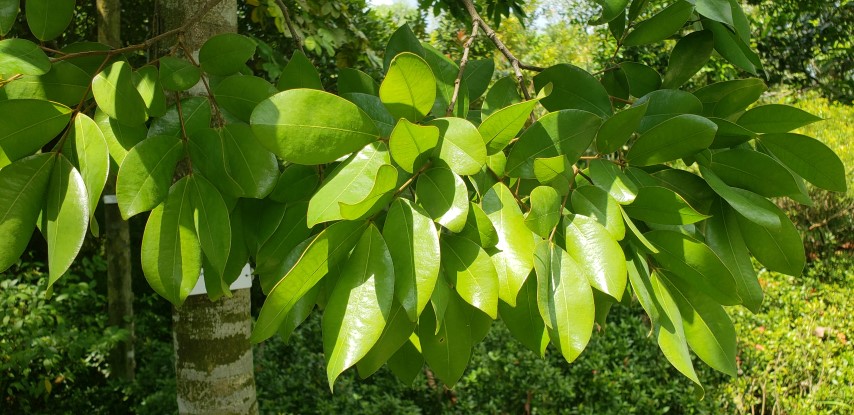 Sindora wallichii plantplacesimage20181219_124120.jpg