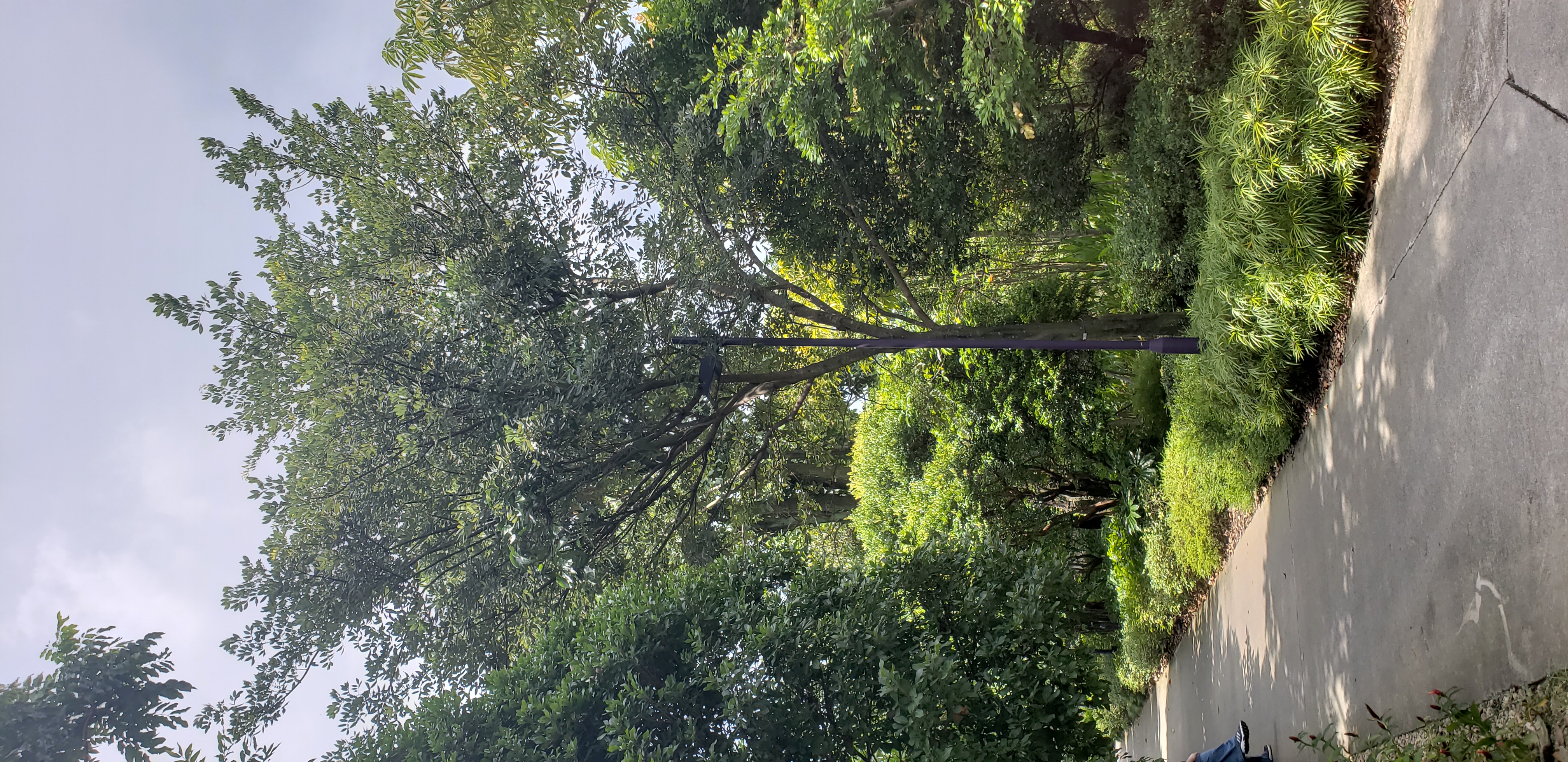 Piscidia piscipula plantplacesimage20181219_124236.jpg