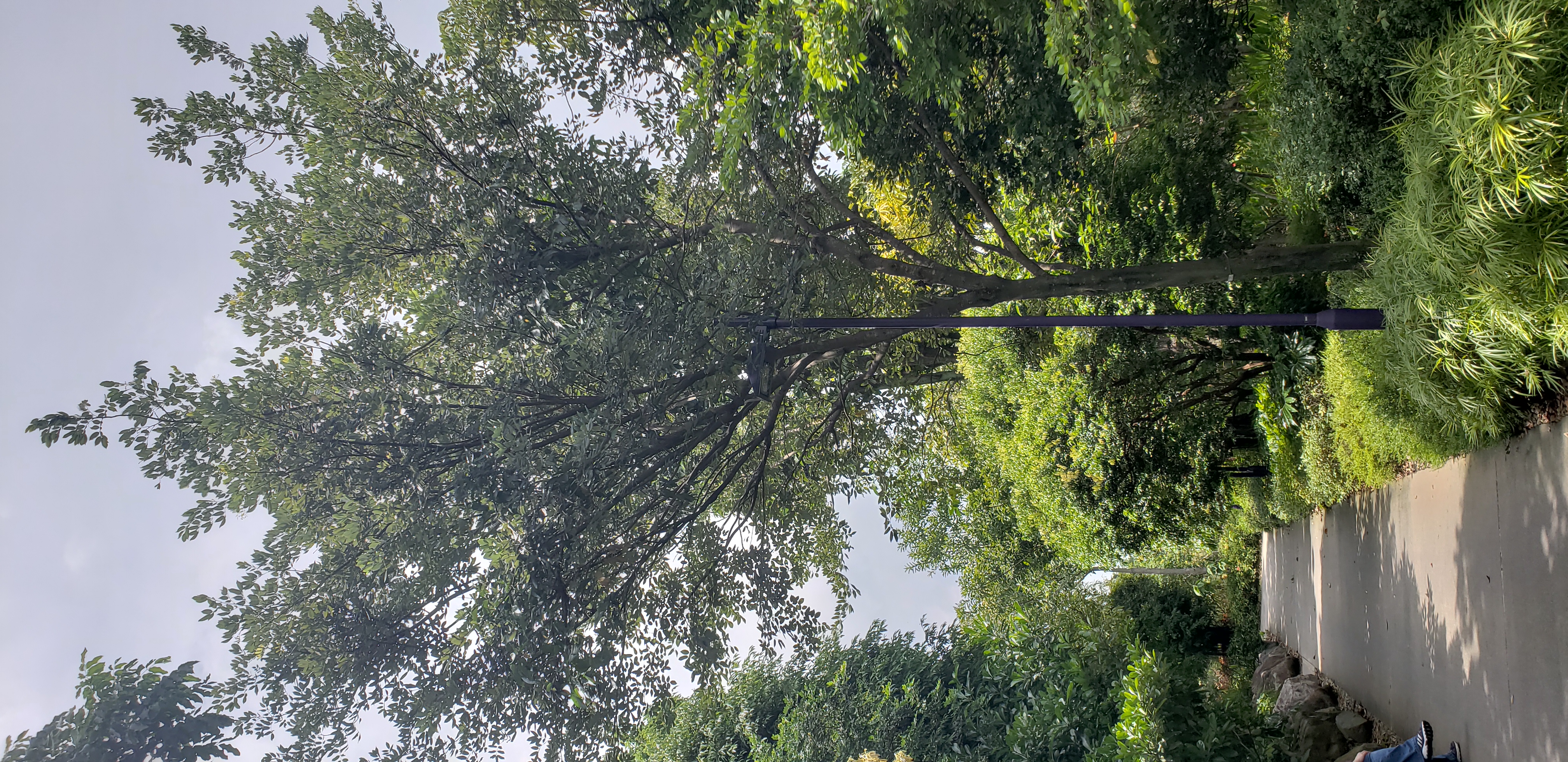 Piscidia piscipula plantplacesimage20181219_124246.jpg