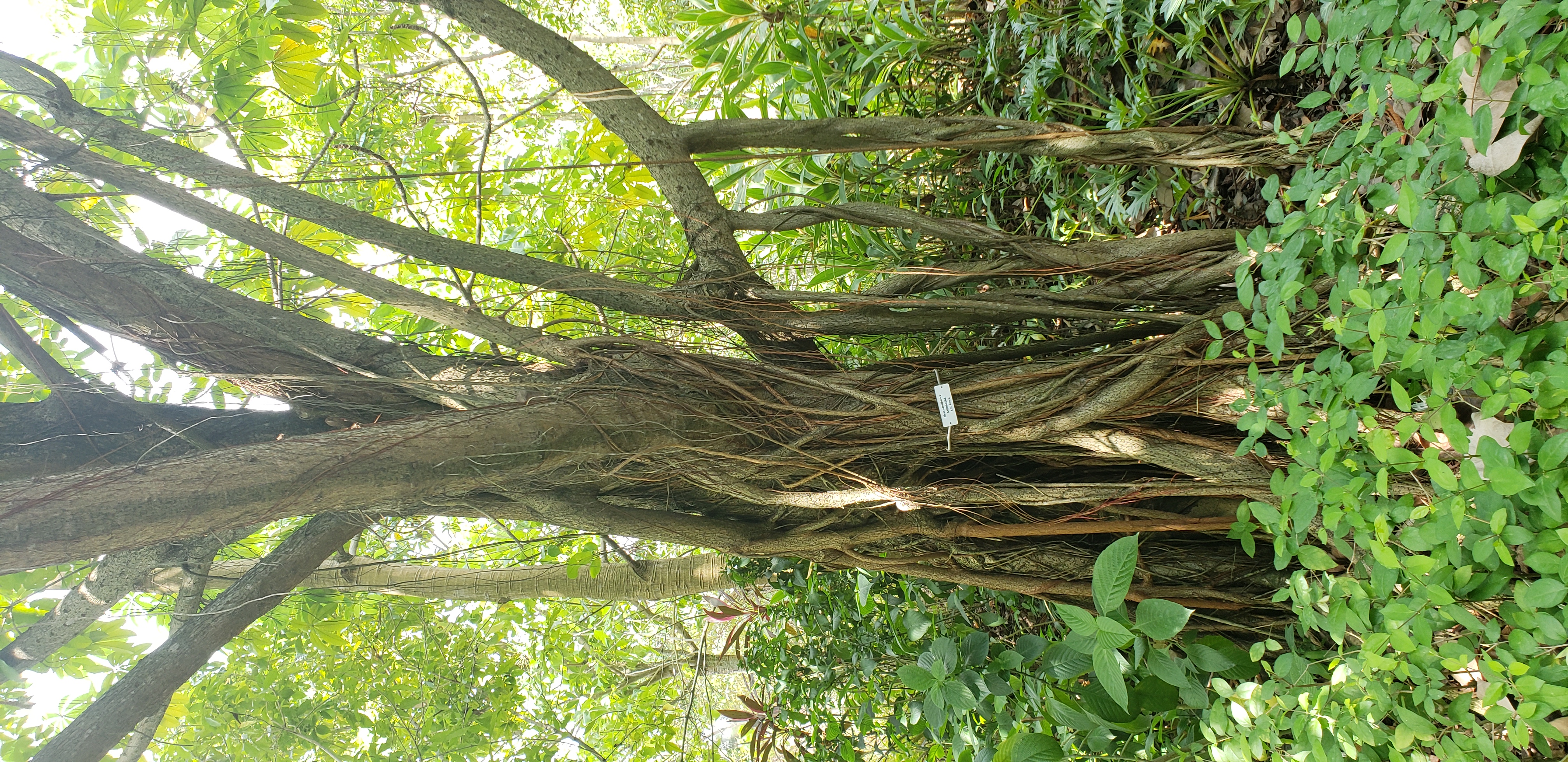 Ficus sansibarica plantplacesimage20181219_124535.jpg