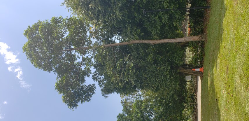 Terminalia brassii plantplacesimage20181219_125356.jpg