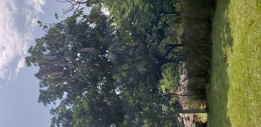 Saraca declinata plantplacesimage20181219_125513.jpg