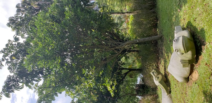 Saraca asoca plantplacesimage20181219_125613.jpg