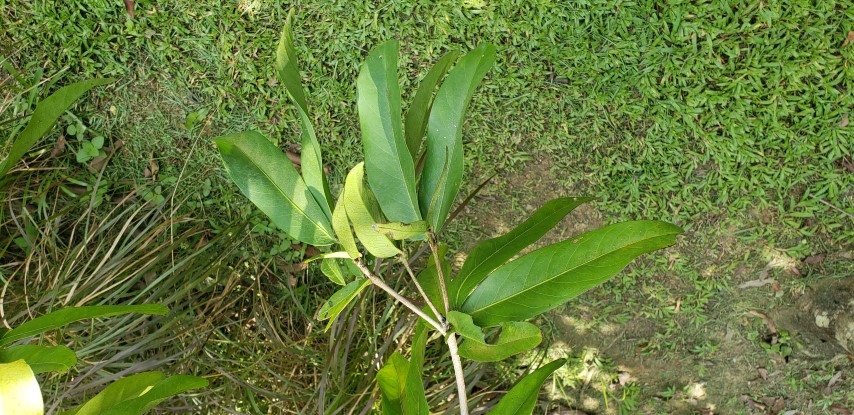 Saraca asoca plantplacesimage20181219_125636.jpg