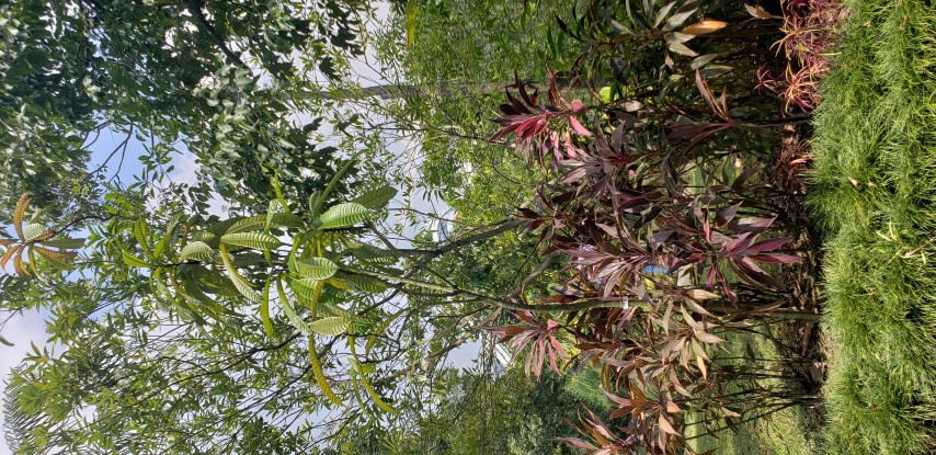 Vatica yeechongii plantplacesimage20181219_130123.jpg