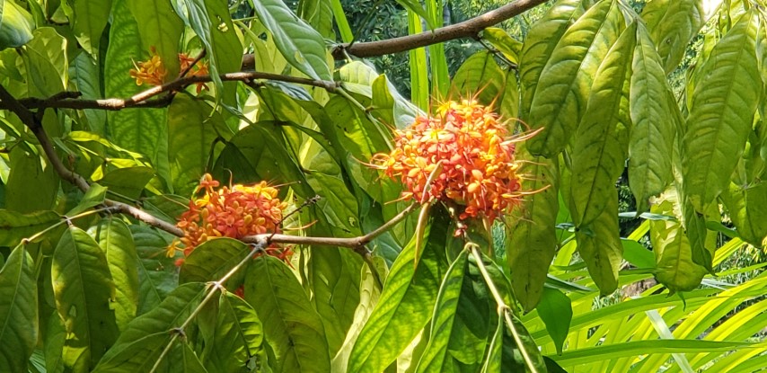 Saraca declinata plantplacesimage20181219_130231.jpg