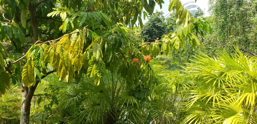 Saraca declinata plantplacesimage20181219_130301.jpg