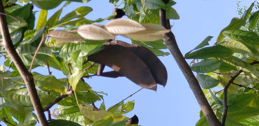 Saraca declinata plantplacesimage20181219_130344.jpg