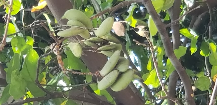 Pongamia pinnata plantplacesimage20181219_130714.jpg