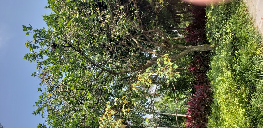 Pongamia pinnata plantplacesimage20181219_130735.jpg