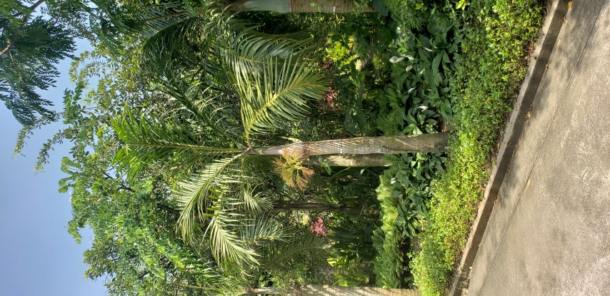 Hyophorbe verschaffeltii plantplacesimage20181219_130929.jpg