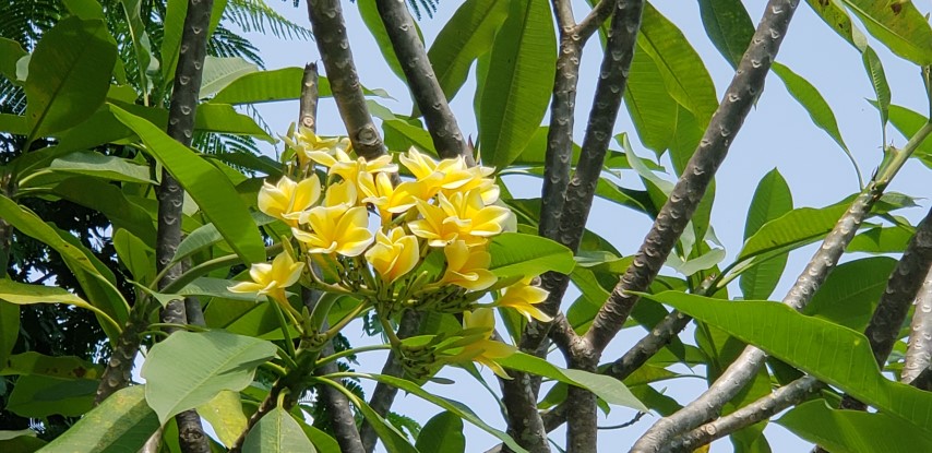 Plumeria rubra plantplacesimage20181219_131253.jpg