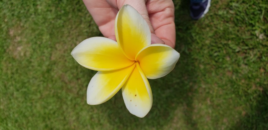 Plumeria rubra plantplacesimage20181219_131327.jpg