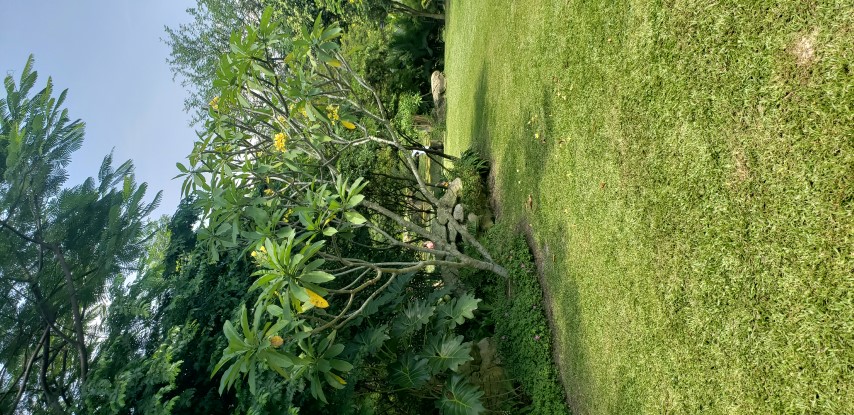 Plumeria rubra plantplacesimage20181219_131340.jpg