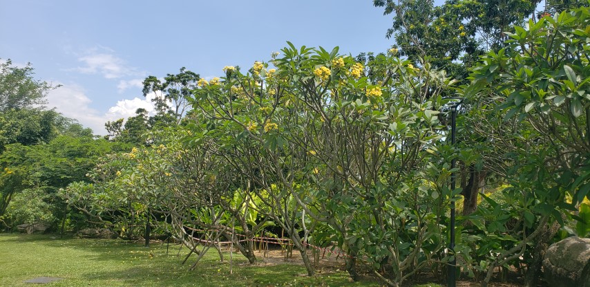 Plumeria rubra plantplacesimage20181219_131353.jpg