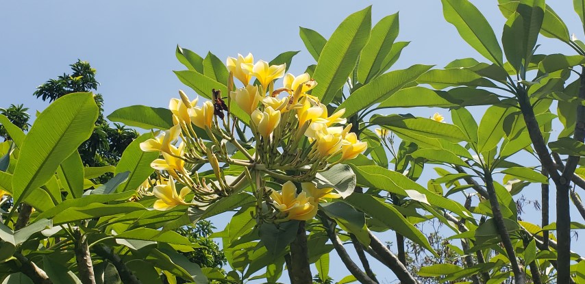 Plumeria rubra plantplacesimage20181219_131424.jpg