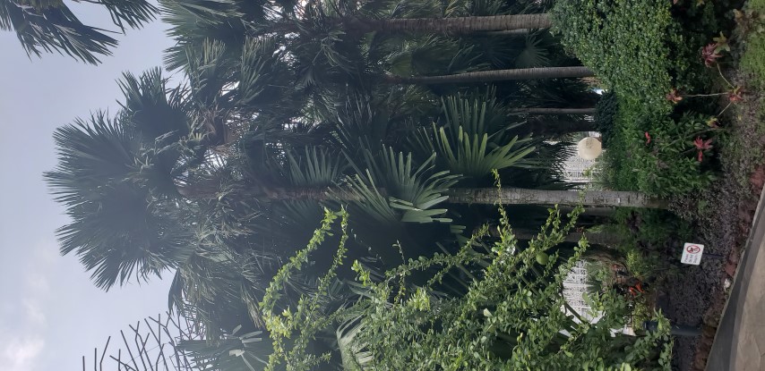 Saribus rotundifolius plantplacesimage20181219_142559.jpg