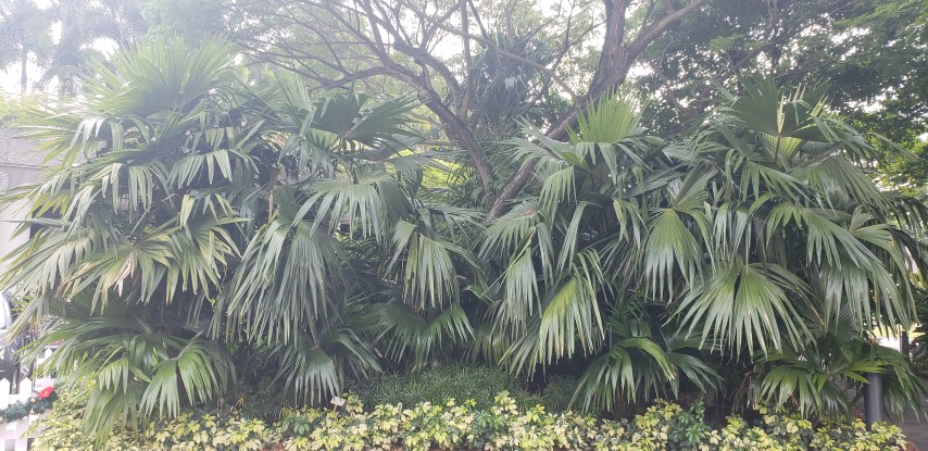 Chelyocarpus chuco plantplacesimage20181219_143158.jpg