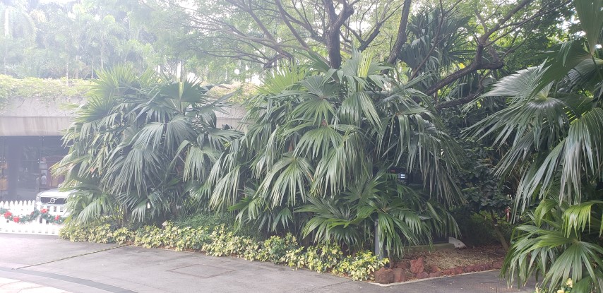 Chelyocarpus chuco plantplacesimage20181219_143236.jpg