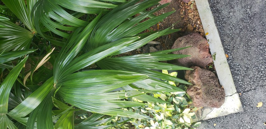 Chelyocarpus chuco plantplacesimage20181219_143252.jpg