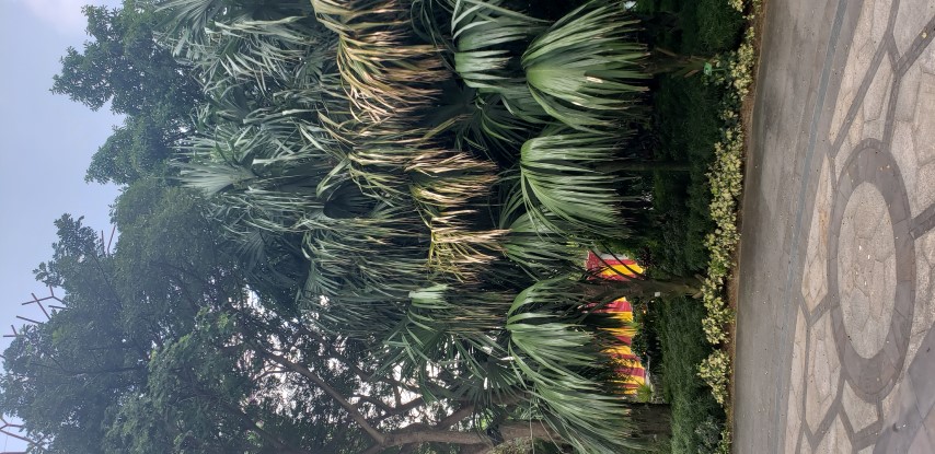 Sabal mauritiiformis plantplacesimage20181219_143430.jpg