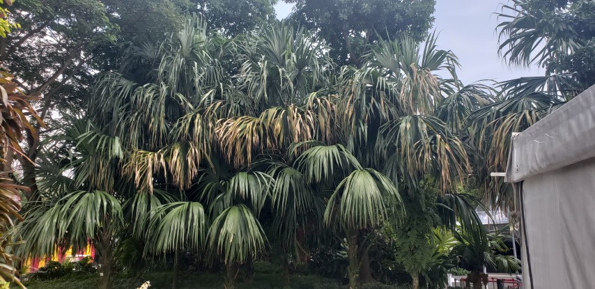 Sabal mauritiiformis plantplacesimage20181219_143503.jpg