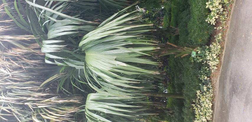 Sabal mauritiiformis plantplacesimage20181219_143530.jpg