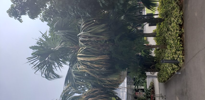 Sabal mauritiiformis plantplacesimage20181219_143633.jpg