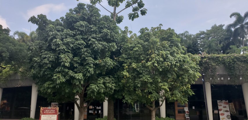 Pachira aquatica plantplacesimage20181219_144135.jpg