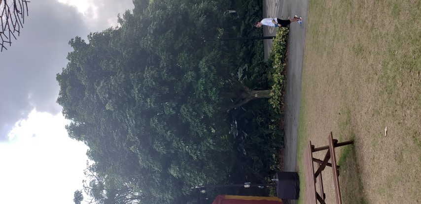 Pachira aquatica plantplacesimage20181219_144327.jpg