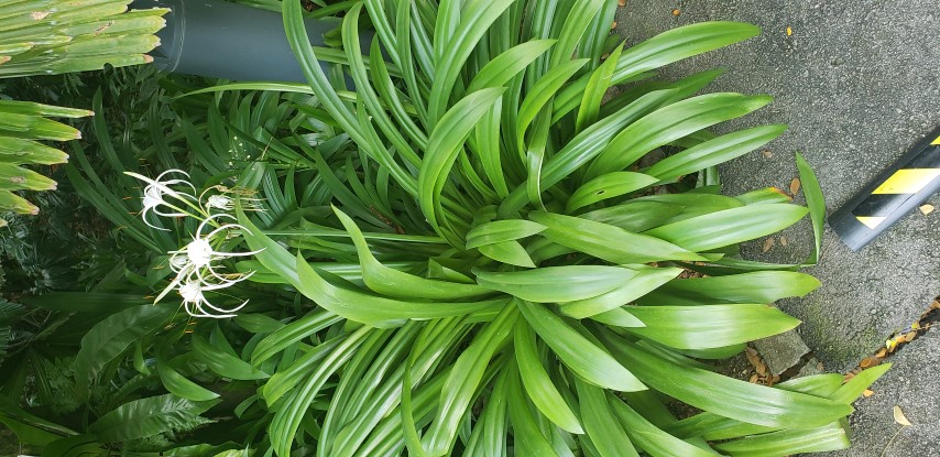 Hymenocallis maximillani plantplacesimage20181219_144725.jpg