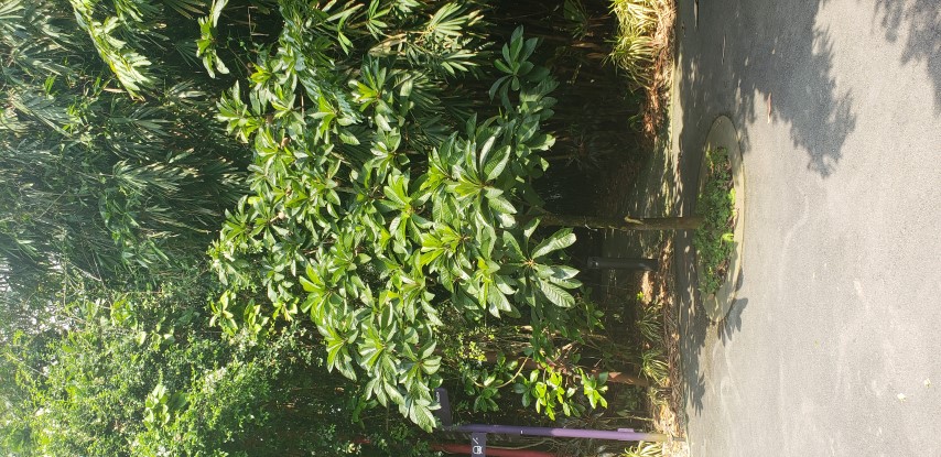 Pouteria zapota plantplacesimage20181219_145005.jpg