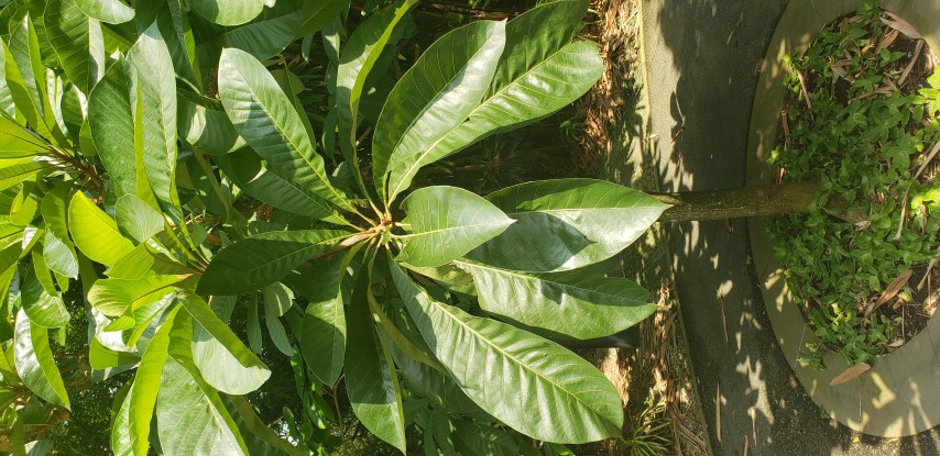 Pouteria zapota plantplacesimage20181219_145019.jpg