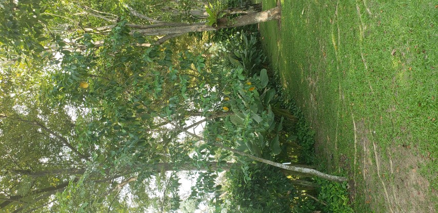 Episcia corrugata plantplacesimage20181219_151435.jpg