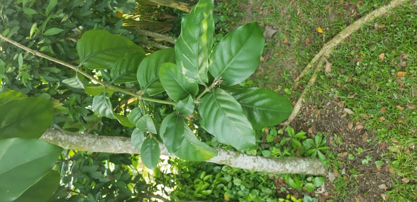 Episcia corrugata plantplacesimage20181219_151447.jpg