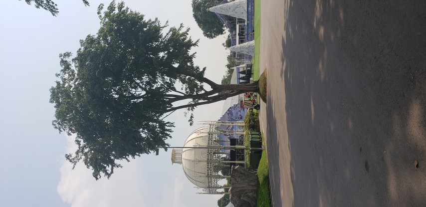 Pterocarpus indicus plantplacesimage20181219_152009.jpg