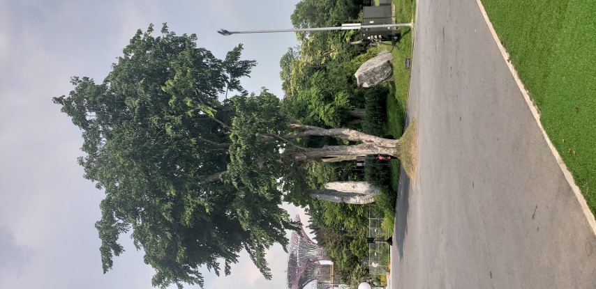 Pterocarpus indicus plantplacesimage20181219_152114.jpg