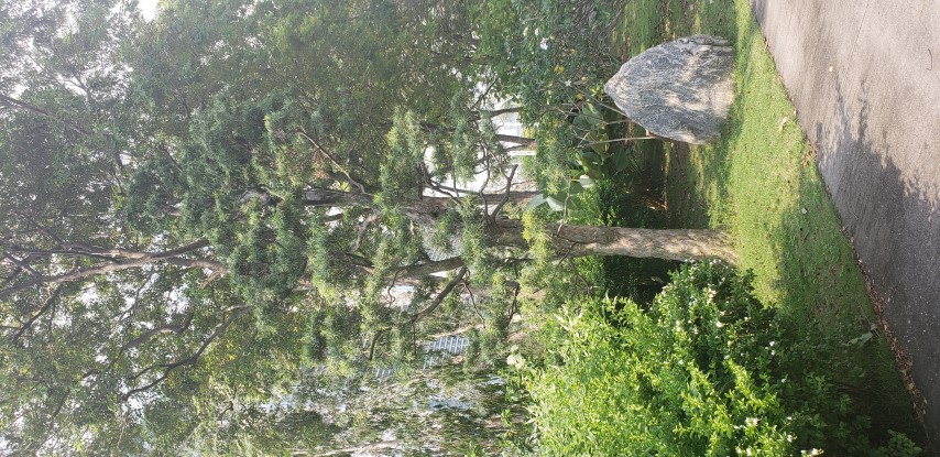 Podocarpus macrophyllus plantplacesimage20181219_152339.jpg