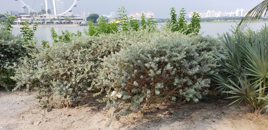 Leucophyllum frutescens plantplacesimage20181219_162938.jpg