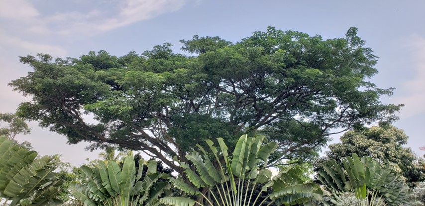 Samanea saman plantplacesimage20181219_163351.jpg