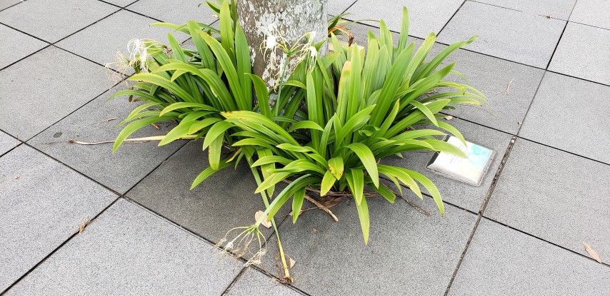 Hymenocallis maximillani plantplacesimage20181219_165223.jpg