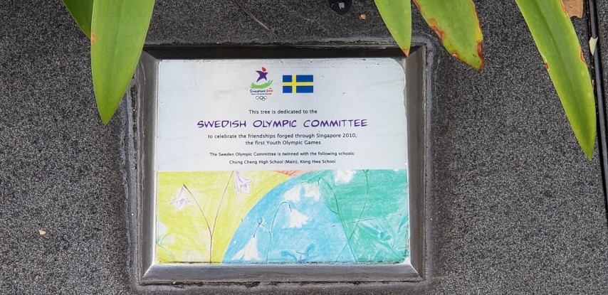 Hymenocallis maximillani plantplacesimage20181219_165233.jpg