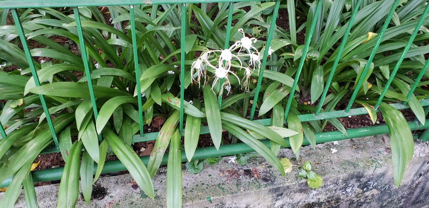 Hymenocallis maximillani plantplacesimage20181219_172829.jpg