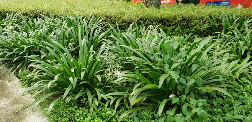 Hymenocallis maximillani plantplacesimage20181219_173126.jpg