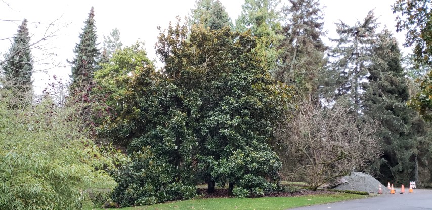 Magnolia grandiflora plantplacesimage20181220_160709.jpg
