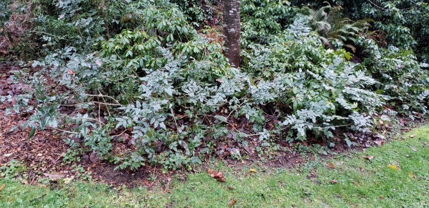 Mahonia aquifolium plantplacesimage20181220_160818.jpg