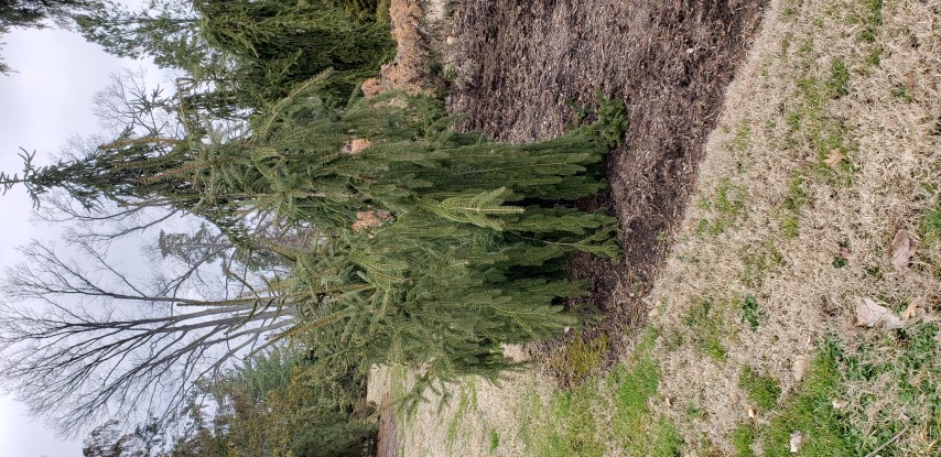Prices abies plantplacesimage20190302_120402.jpg