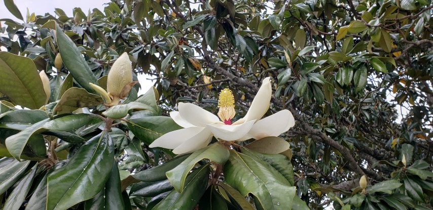 Magnolia grandiflora plantplacesimage20190413_101259.jpg
